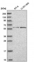 Anti-BCL6 antibody produced in rabbit 