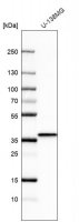 Anti-BDNF antibody produced in rabbit HPA056104-100UL