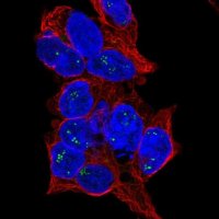 Anti-BEND4 antibody produced in rabbit 