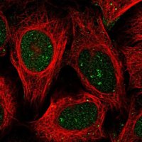 Anti-BEND7 antibody produced in rabbit 
