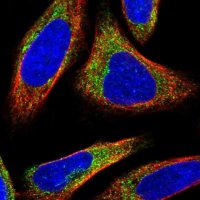 Anti-BEX3 antibody produced in rabbit 