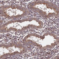 Anti-BICD1 antibody produced in rabbit 