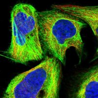 Anti-BICDL2 antibody produced in rabbit 