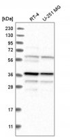 Anti-BLVRA antibody produced in rabbit 