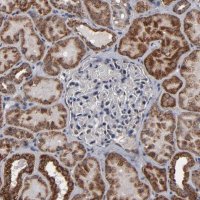 Anti-BNIP3 antibody produced in rabbit 