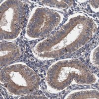 Anti-BORCS5 antibody produced in rabbit 