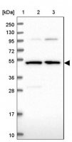 Anti-BPIFB6 antibody produced in rabbit 