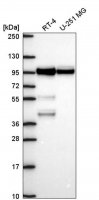 Anti-BRAF antibody produced in rabbit 
