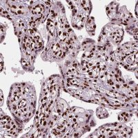 Anti-BRD4 antibody produced in rabbit 