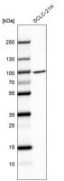 Anti-BRF1 antibody produced in rabbit HPA051918-100UL