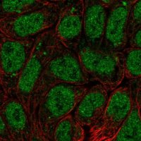 Anti-BRI3BP antibody produced in rabbit 