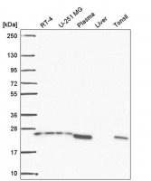 Anti-BRICD5 antibody produced in rabbit 