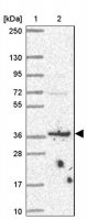 Anti-BRSK1 antibody produced in rabbit 