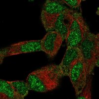 Anti-BTF3L4 antibody produced in rabbit 