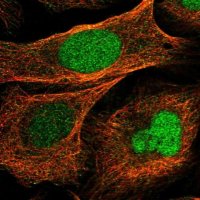 Anti-BUD31 antibody produced in rabbit HPA028943-100UL