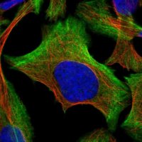 Anti-BZW2 antibody produced in rabbit 