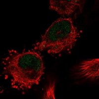 Anti-C12orf10 antibody produced in rabbit 