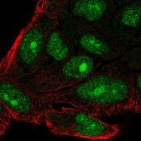 Anti-C14orf39 antibody produced in rabbit 