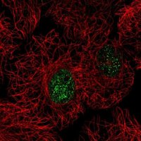 Anti-C15orf41 antibody produced in rabbit 