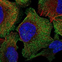 Anti-C16ORF74 antibody produced in rabbit 