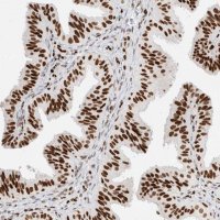 Anti-C17ORF49 antibody produced in rabbit 