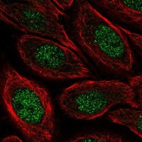 Anti-C19orf68 antibody produced in rabbit 
