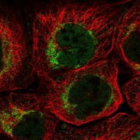 Anti-C19orf70 antibody produced in rabbit 