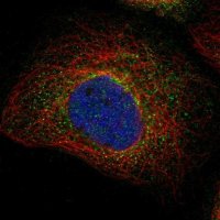 Anti-C1GALT1C1 antibody produced in rabbit 