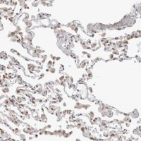 Anti-C1orf162 antibody produced in rabbit 