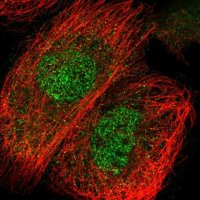 Anti-C2CD2 antibody produced in rabbit 