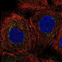 Anti-C2CD4C antibody produced in rabbit 