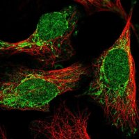 Anti-C2orf68 antibody produced in rabbit 