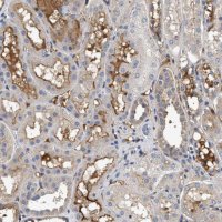 Anti-C3 antibody produced in rabbit 