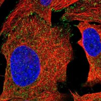 Anti-C4orf36 antibody produced in rabbit 