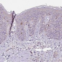 Anti-C4orf48 antibody produced in rabbit 