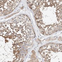 Anti-C6orf118 antibody produced in rabbit 