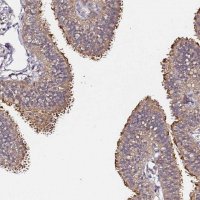 Anti-C6ORF136 antibody produced in rabbit 