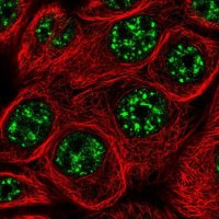 Anti-C6ORF52 antibody produced in rabbit 