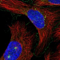 Anti-C7orf43 antibody produced in rabbit 