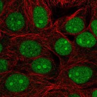 Anti-C7orf50 antibody produced in rabbit 