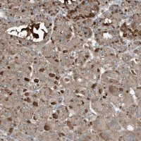 Anti-C9 antibody produced in rabbit 
