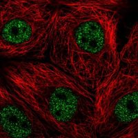 Anti-C9orf69 antibody produced in rabbit 