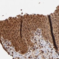 Anti-CASP1 antibody produced in rabbit 
