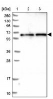Anti-CCDC125 antibody produced in rabbit 