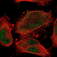 Anti-CCDC150 antibody produced in rabbit 
