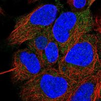Anti-CCDC28A antibody produced in rabbit 