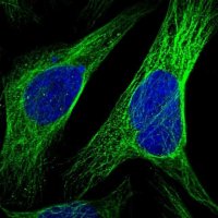 Anti-CCDC57 antibody produced in rabbit 