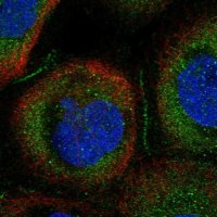 Anti-CCDC66 antibody produced in rabbit 