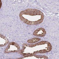 Anti-CCNO antibody produced in rabbit 