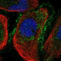 Anti-CCNYL1 antibody produced in rabbit 